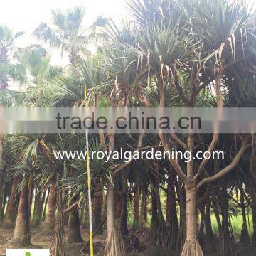 Pandanus Utilis Multi Trunks Nursery Landscaping Tree High 4-6m photo-2