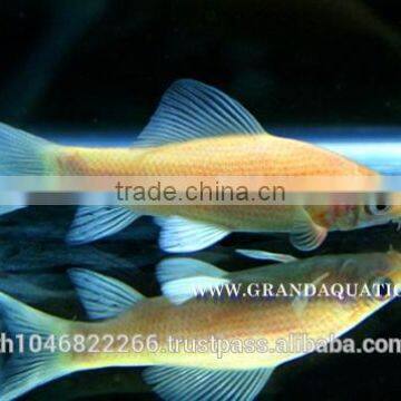 Black Shark Albino Fish Farm For Sale / Aquarium Fish Thailand photo-2