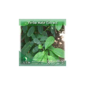 Yerba Mate Extract