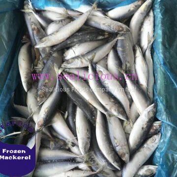 Canning Food Material Frozen Mackerel Fish Pacific Mackerel Frozen on Vessel for Canning Using