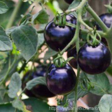 Vegetablel Seed Red & Black Tomato Seed Greenhouse Tomato Seeds no 61 photo-3