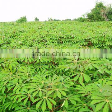 Pressed Cassava Stem in Pellets photo-2