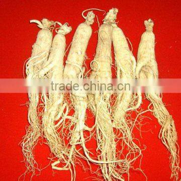 Best Selling White Panax Ginseng ,Natural Ginseng