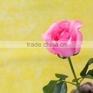 Cheap honey peach economic single rose flower delivery