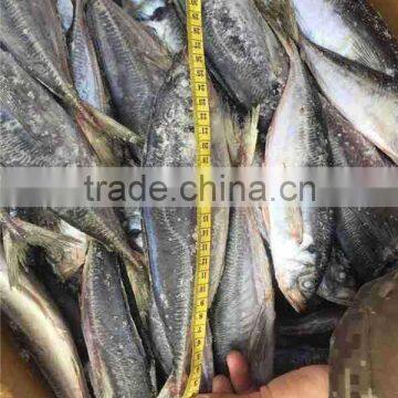 New Coming Frozen Horse Mackerel Fish