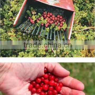 New Arrivel Beautiful Design And Convenient Berry Shovel photo-4