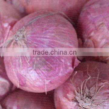 wholesale onion