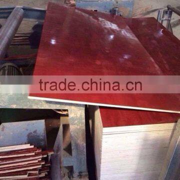 Eucalyptus shuttering plywood 11-18mm