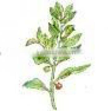 Freeze Dried Ashwagandha Powder