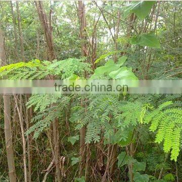 Thailand Premium Grade Acacia Leaf Feed for Sale