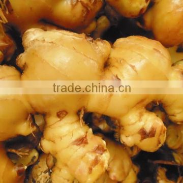 Vietnamese Hot Taste Fresh Ginger