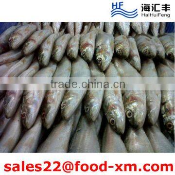 China Top Quality Seafood Frozen Fish Sardine All sizes