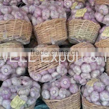 High Quality and Best Price Normal Fresh White Garlic
