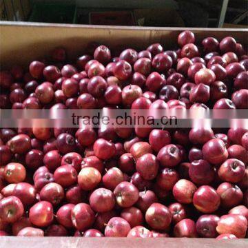 2016 New Arrival Fresh Apple Fresh Red Delicious Apple Fresh Red Apple Cheap Fresh Apple Aple Price photo-3