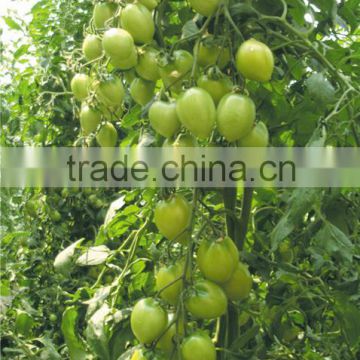 Hybrid Cherry tomato seeds for growing-Little Jade