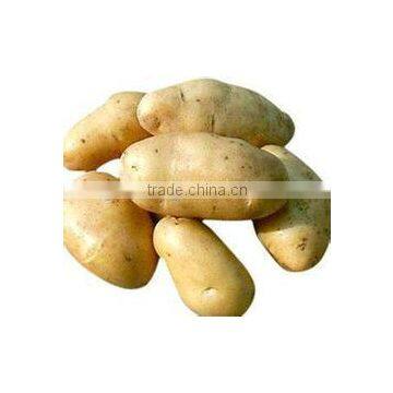 China Fresh Potato in Hot Sale