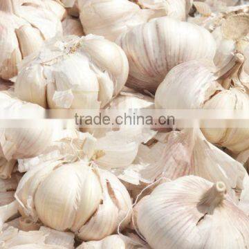 Garlic Bulb Separating Splitting Machine photo-3