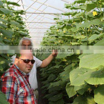 Green houses for Agriculture multi span greenhouses