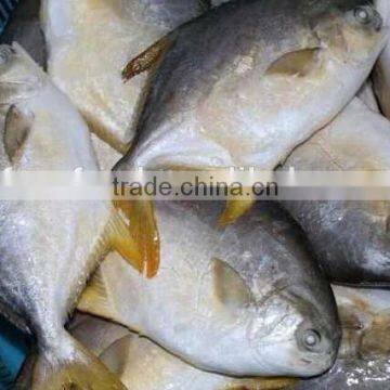 Frozen BQF Pomfret Fish Whole Round