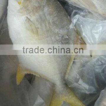 golden line pomfret frozen sea fish