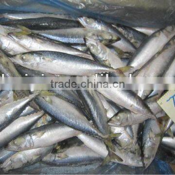 new arrival frozen mackerel100-120g