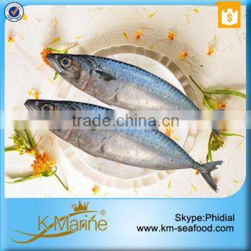 Frozen Seafood Horse Mackerel Fish Sale photo-3