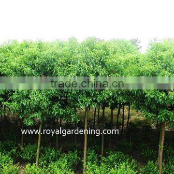 Cinnamomum camphora cold hardy plants