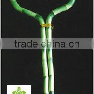 Lucky Bamboo ( Dracaena Sanderiana) Heart Arrangement photo-2