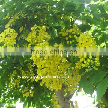 Cassia Fistula Outdoor Tropical Trees photo-3