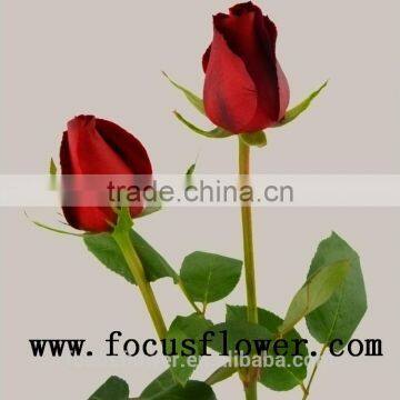 Wholesale fresh cut rose flowers natural fresh cut roses carola with 0.8_1.2kg/bundle from kunming