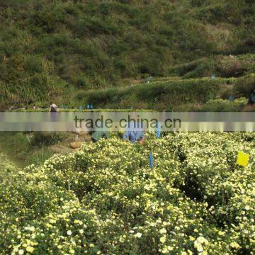 China Export Standard Chrysanthemum Tea Herb Tea