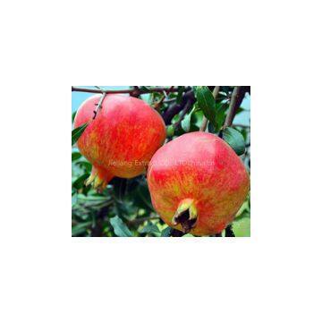Pomegranate Extract