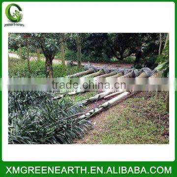 Wodyetia bifurcata - foxtail palm (5)