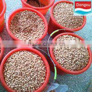 bulk raw oganic peanut kernels