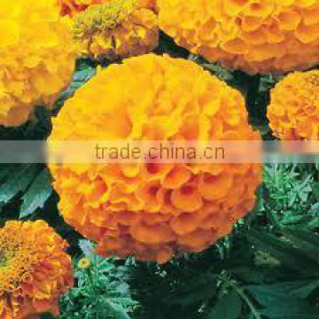 Lutein oil 20%-30%/ Tagetes Marigold Flower Oil