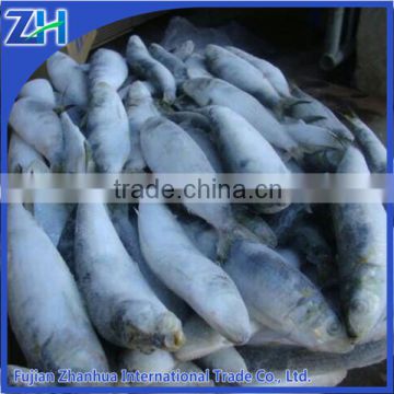 sardine fish for market, landfrozen sardine fish good price high quality