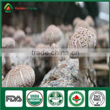 Mushrooms Product Type and Shiitake Mushroom Growing Seed Spawn Log