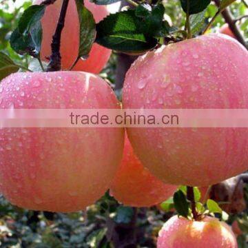 fresh red fuji apple, china fuji apples for sale