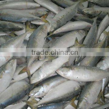 Indian mackerel-grade AA- Rastrelliger kanagurta