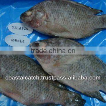 FROZEN TILAPIA WHOLE ROUND