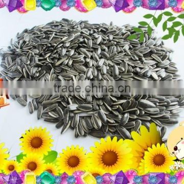 Export Sunflower Seeds