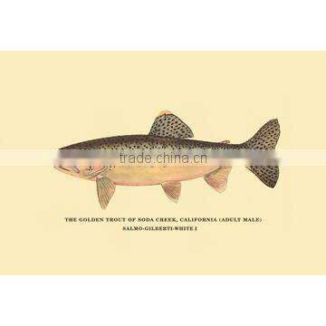 The Golden Trout of Soda Creek 12x18 Giclee on canvas