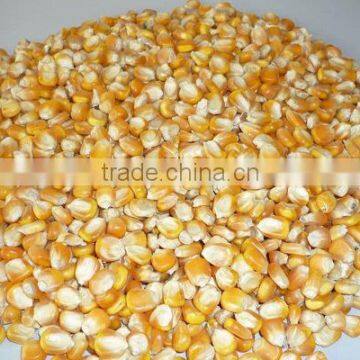 YELLOW CORN GRADE 2