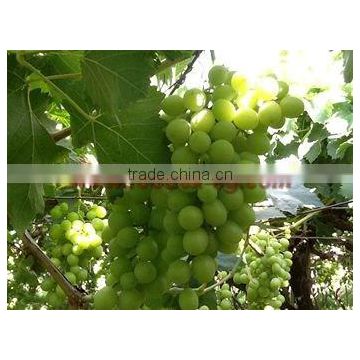 Egypian White Grapes, Early Sweet type, high quality