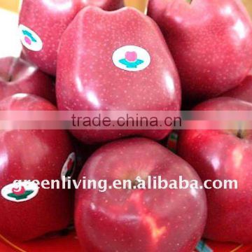 good huaniu apple for sale