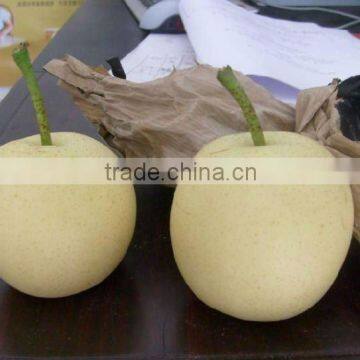 Fresh early Su Pear Supplier