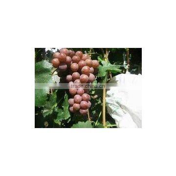 Red globe grape