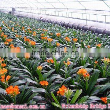 Clivia miniata and Bush lily