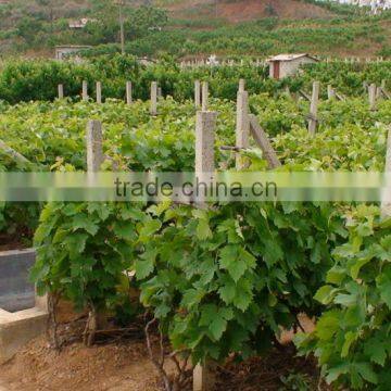 Easy Survival Putao Shu:The Grape Seedling photo-2