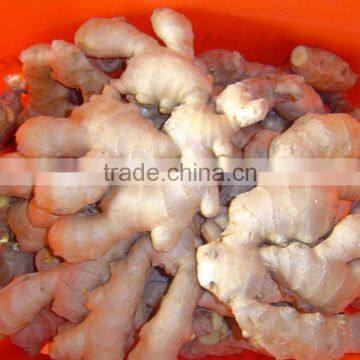 Good quality Chinese fresh ginger